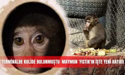 Terminalde kolide bulunmuştu; maymun 'Fıstık'a Antalya havası iyi geldi