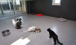 Can dostlara yeni yuva yolu oluyor