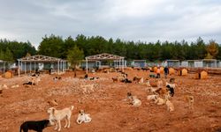Büyükşehir sokak köpekleri için doğal yaşam alanı kapasitesini arttırdı