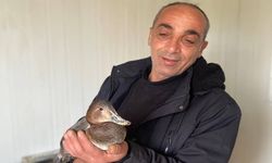 Şantiyede yaralı halde bulduğu ördeğe çocuğu gibi baktı
