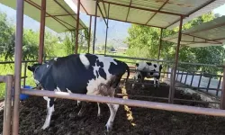 Muğla'da 11 mahalle karantinaya alındı