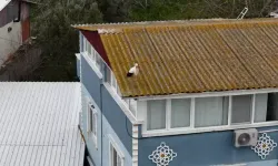 Yaren leyleğin 20 gün erken gelen eşi Nazlı dron kamerasında