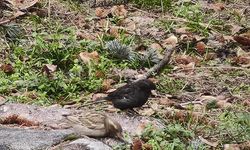 Nadir görülen "Kömür" serçesi ilgi odağı oldu