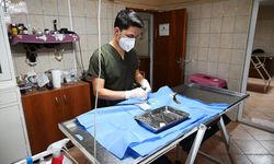 Kemer'de ocak ayında 231 can dostu kısırlaştırıldı