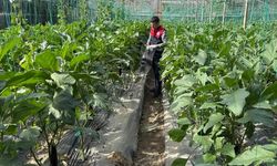 Seralarda hasat öncesi pestisit denetimi