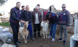 Çalınan koyun ve keçiler jandarmanın çalışmasıyla bulundu