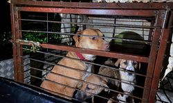 Barınakta mahsur kalan 27 köpek botlarla kurtarıldı