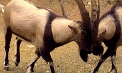 Yaban hayatı fotokapanlara yansıdı