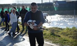 Meriç Nehri taştı; hayvanlar tahliye edildi, çiftçi malını kurtardı