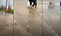 Gölet taşınca asfalttan balık topladılar