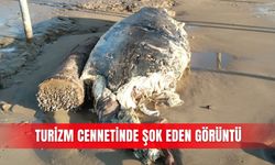 Turizm cennetinde şok eden görüntü
