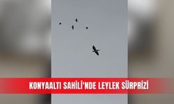 Konyaaltı Sahili'nde leylek sürprizi