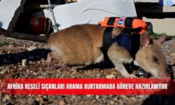 Afrika keseli sıçanları arama kurtarmada göreve hazırlanıyor