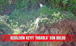 Kedilerin keyfi 'ihbarla' son buldu