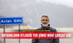 Avlan Gölü'nde mucize geri döndü! Hayvanların otladığı yer şimdi mavi çarşaf gibi