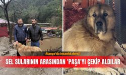 Alanya'da insanlık dersi! Sel sularının arasından 'Paşa'yı çekip aldılar