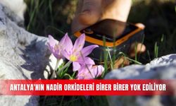 Antalya'nın nadir orkideleri birer birer yok ediliyor