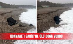 Konyaaltı Sahili'ne ölü boğa vurdu