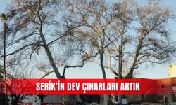 Serik’in çınarları koruma altında