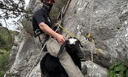 Serik'te keçi ve kuzu kurtarıldı