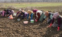 Annenin fedakarlık dolu yolculuğu: Çocukları için megakenti bırakıp toprağa sarıldı
