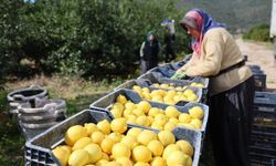 Limonda üretici fiyatları yükseldi
