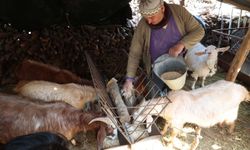 Korkuteli'de hayvancılar kendi yemini üretiyor