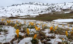 Toros Dağları'nda baharın renkleri
