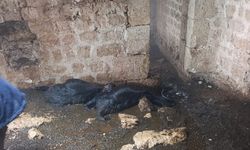 Mersin'de ahıra yıldırım düştü