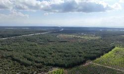 '81 İlde 81 Orman' projesi sürüyor