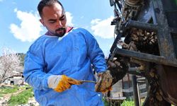 Üreticilerin büyükbaş hayvanlarına tırnak bakım desteği