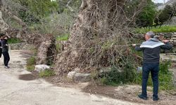 Bodrum’da 2 bin yıllık dev çınar keşfedildi