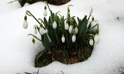 Toros kardelenine koruma kalkanı