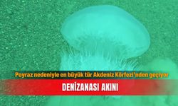 Poyraz nedeniyle en büyük tür Akdeniz Körfezi’nden geçiyor...Denizanası akını