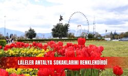 Laleler Antalya sokaklarını renklendirdi