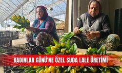 Kadınlar Günü'ne özel suda lale üretimi