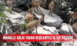 Mahalle halkı yaban keçileriyle iç içe yaşıyor