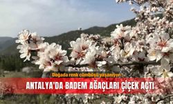 Antalya'da badem ağaçları çiçek açtı, doğada renk cümbüşü yaşanıyor