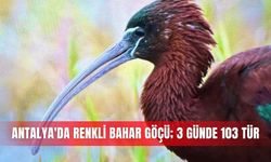 Antalya'da renkli bahar göçü; 3 günde 103 tür