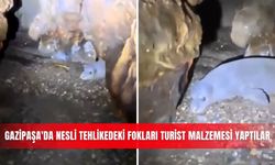 Gazipaşa'da nesli tehlikedeki fokları turist malzemesi yaptılar
