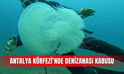 Antalya Körfezi’nde denizanası kabusu