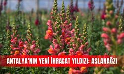 Antalya’nın yeni ihracat yıldızı: Aslanağzı