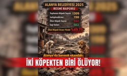 Alanya’da barınak skandalı: İki köpekten biri ölüyor!