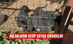 Antalya’da yavru köpeklere işkence iddiası: Kulaklarını kesip satışa çıkardılar