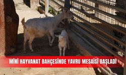 Mini hayvanat bahçesinde yavru mesaisi başladı
