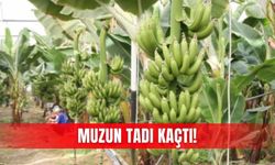 Muzun tadı kaçtı!