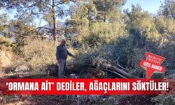 ‘Ormana ait’ dediler, ağaçlarını söktüler!