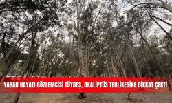 Yaban hayatı gözlemcisi Tüydeş, okaliptüs tehlikesine dikkat çekti