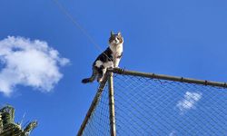 Alanya'da tel çitte mahsur kalan kedi kurtarıldı