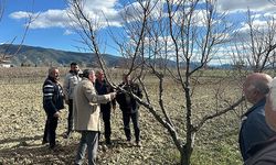 Korkuteli'nde üreticiye budama eğitimi